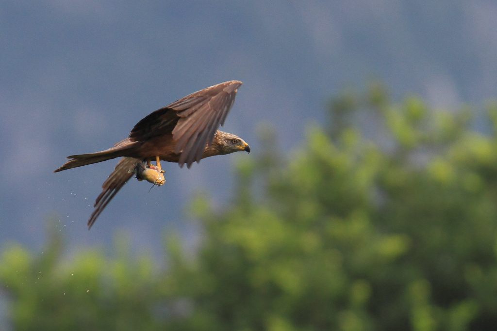 Nibbio e pesce gatto