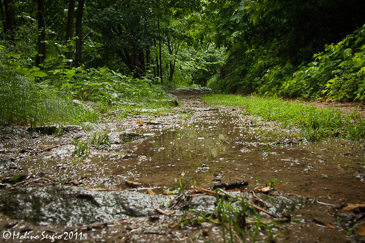 Nel bosco sotto la pioggia