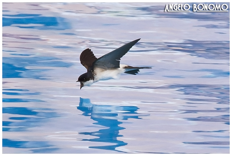Rondine ,dissetarsi al volo