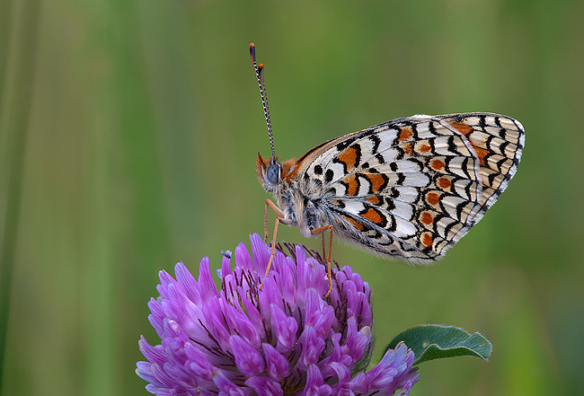 Prima melitea di stagione