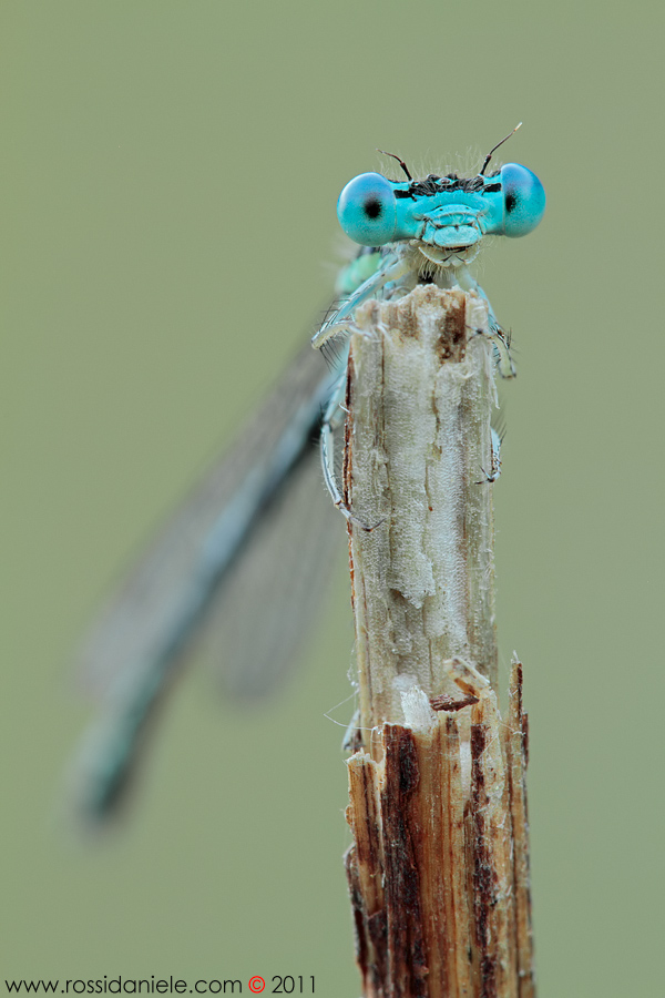 occhi azzurri... - video