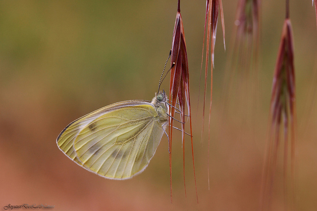 Pieris Rapae