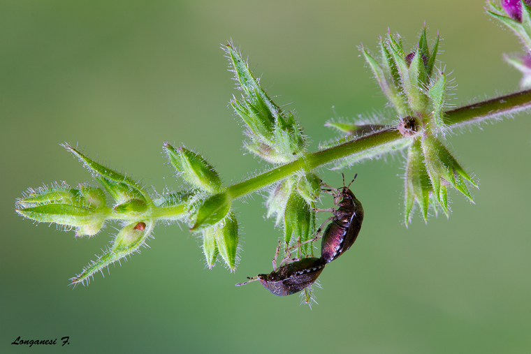 L'amore e' sacrificio...