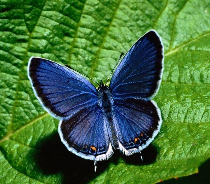 MARIPOSA..POSA PER ME!