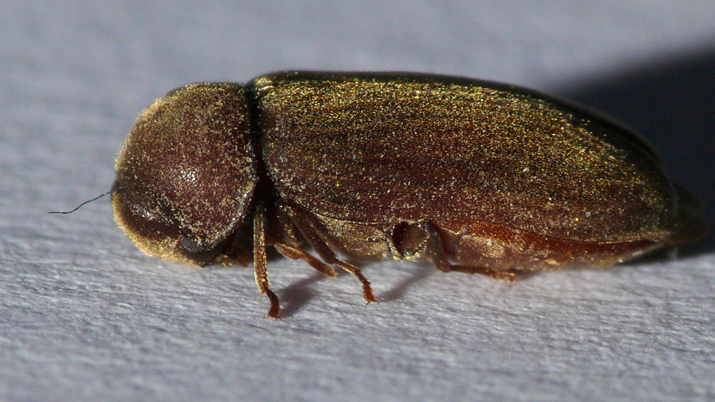 TARLO...DOMESTICO :)