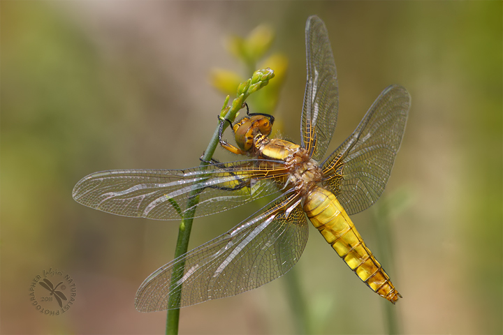 Femmina... depressa!