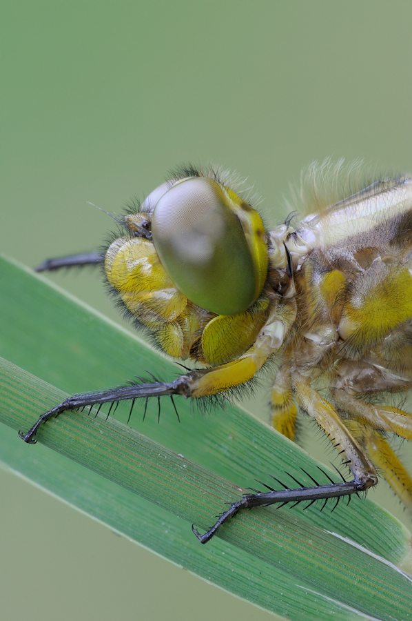 una nuova depressa...