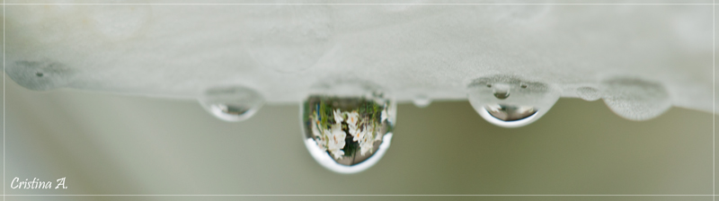 Essenza di giglio bianco