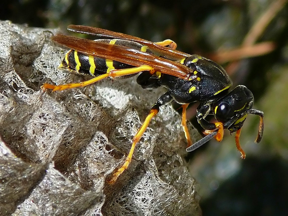 Son tutta spettinata....