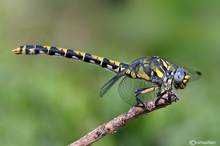 Onycogomphus uncatus