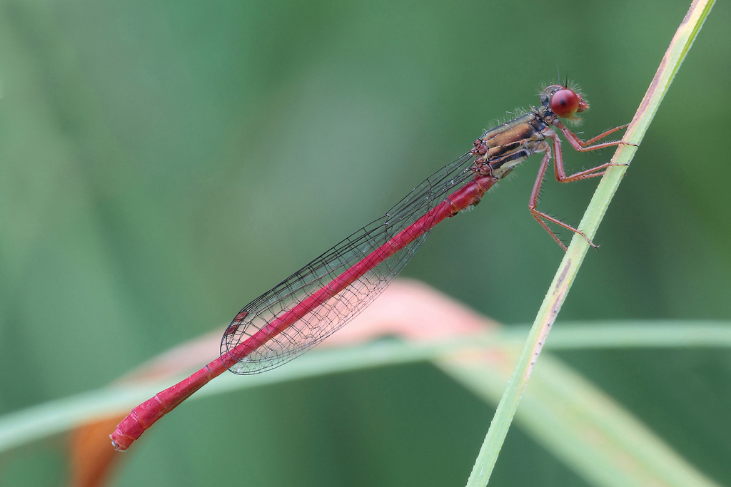 ...Guardate Solo Lei...!!!