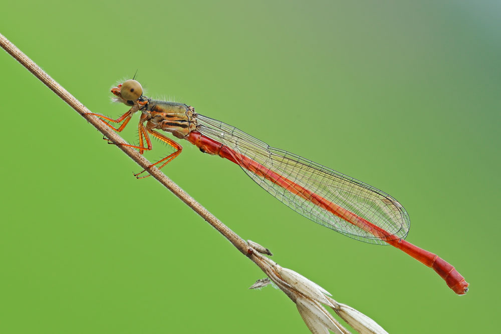 Ceriagrion tenellum