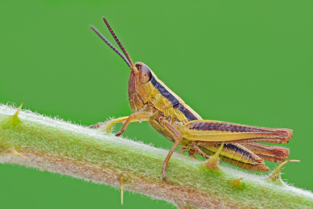 Euchorthippus declivus