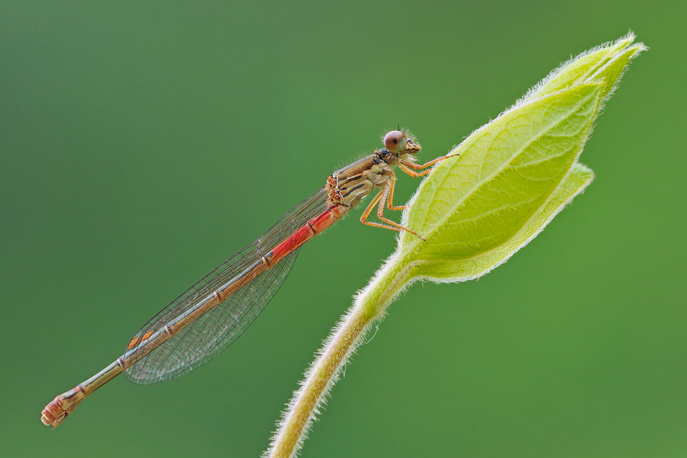 Ceriagrion tenellum