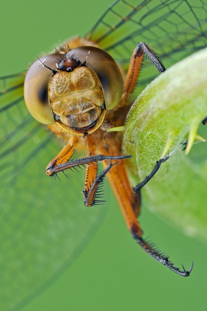 Orthetrum coerulescens