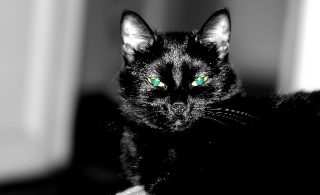 la mia gatta � fotogenica...