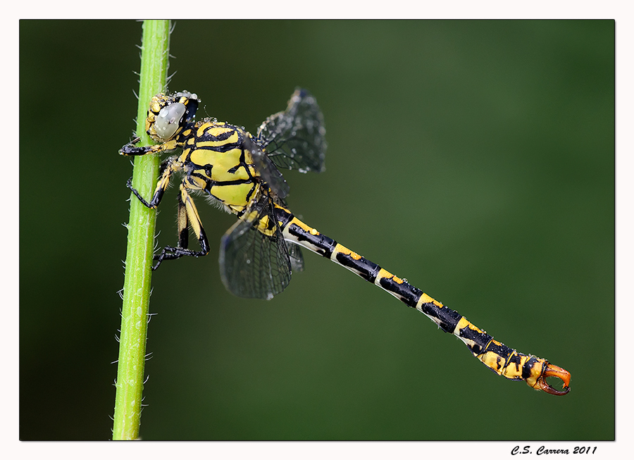 Onychogomphus Forcipatus