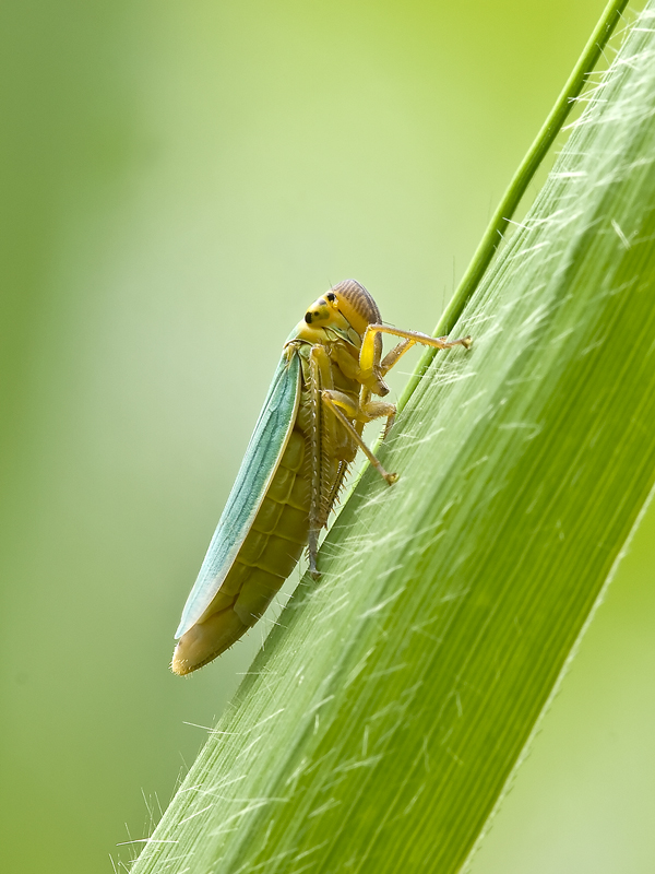 ...cicalina.. 1:1 ......quasi...