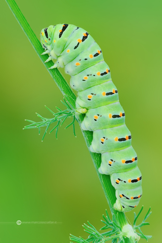 Papilio machaon Linnaeus, 1758