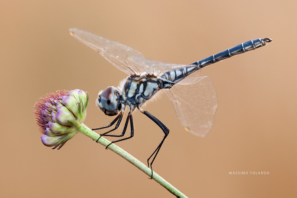 Selysiothemis nigra