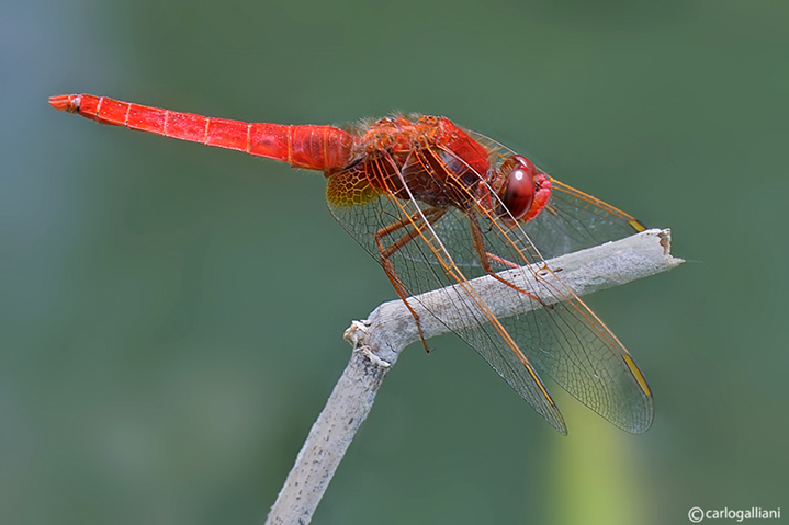 Crocothemis erythraea