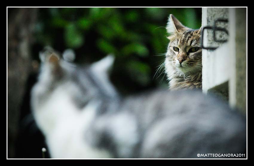 CATS|Mimmasantissima