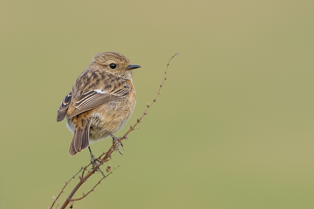 Saltimpalo    (  Saxicola torquata  )