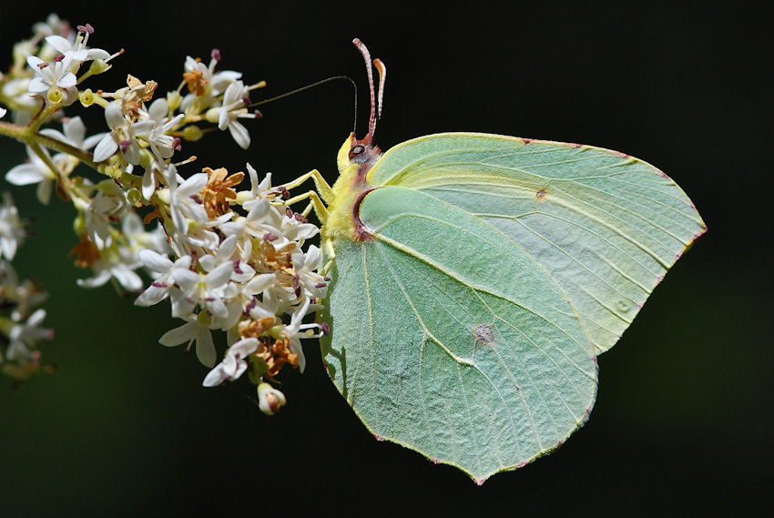 Gonepteryx cleopatra