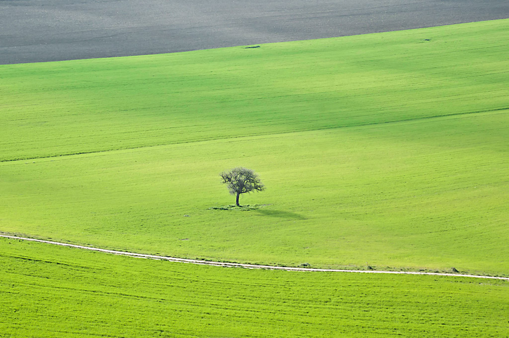 l'unico superstite!!!!!