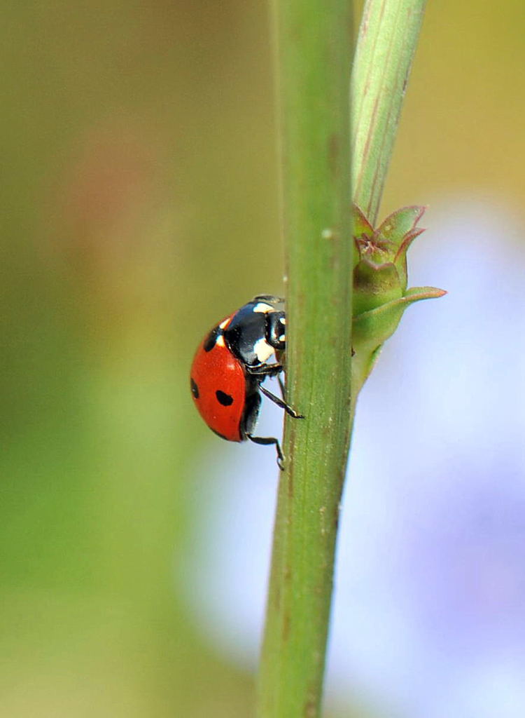 Coccinella
