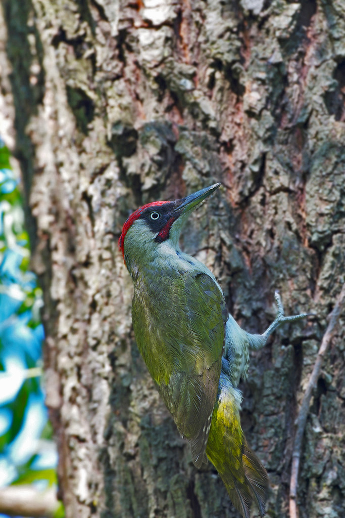 Picchio verde maschio 2