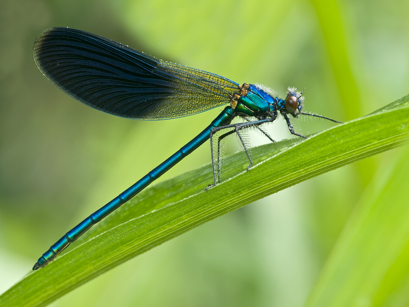 calopteryx splendens