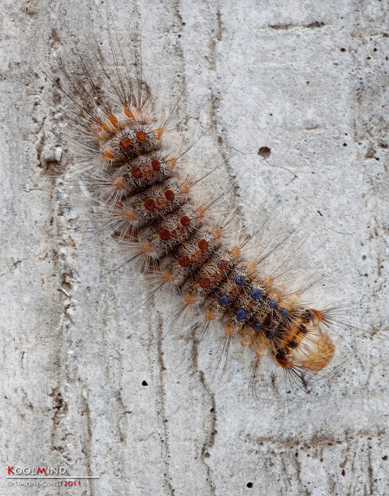 Bello dentro ma peloso fuori