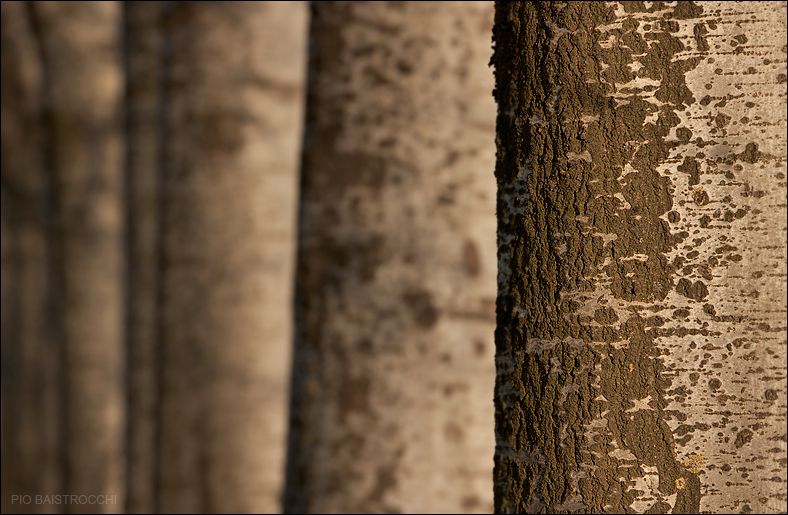 I pilastri della Terra