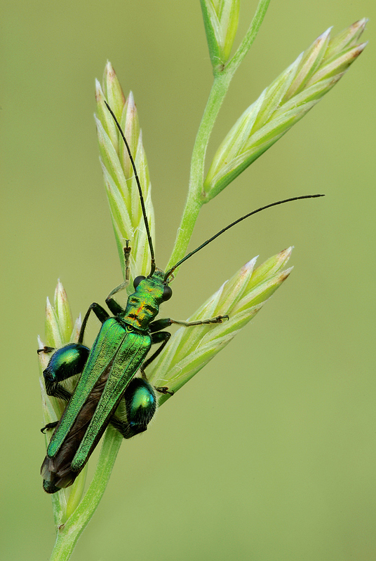 Oedemera nobilis