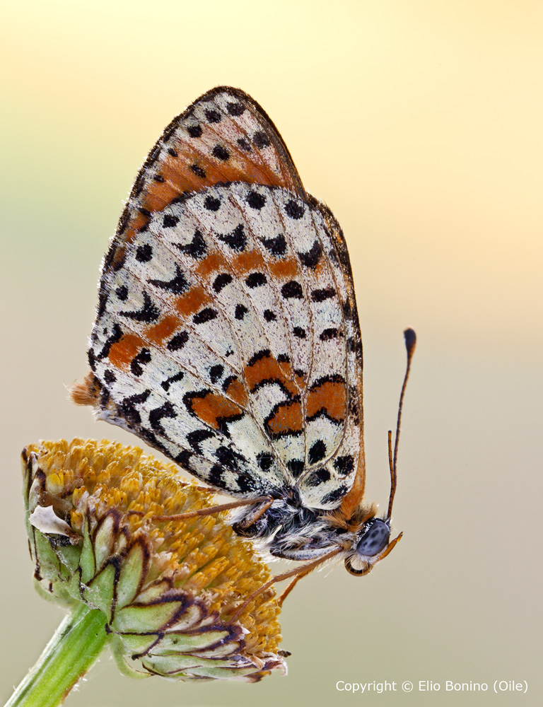 Melitaea didyma