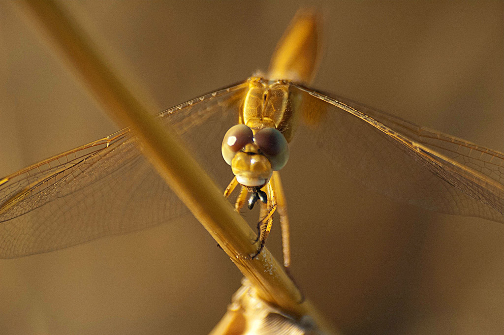 il sorriso della libellula...