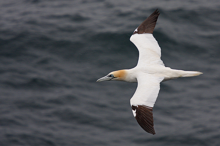 SULA SOTTO LA PIOGGIA..........