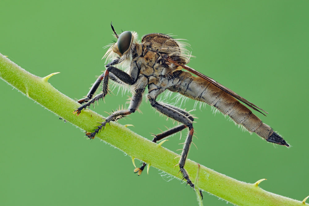 Machimus arthriticus