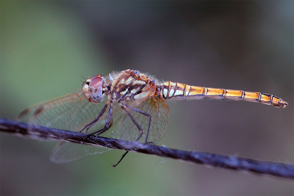 ...Per Non Perdere L'Abitudine....!!!