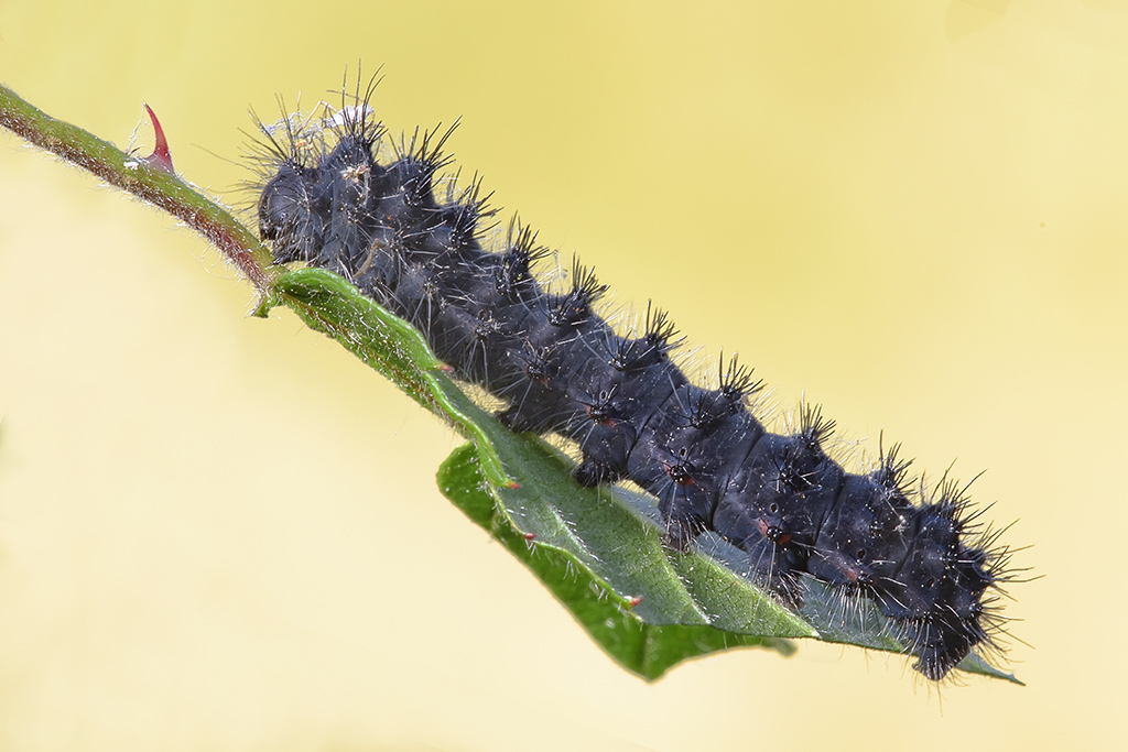 Acronicta rumicis o bruco di macaone ad uno stadio intermedio?