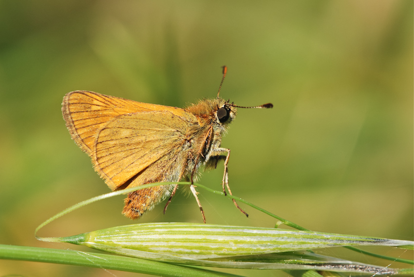 Ochlodes in sospensione