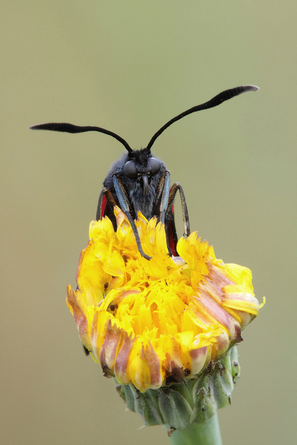 Zygaena