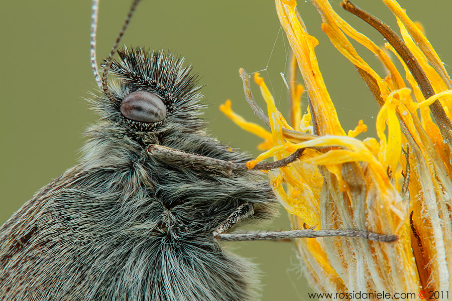 Coenonympha pamphilus