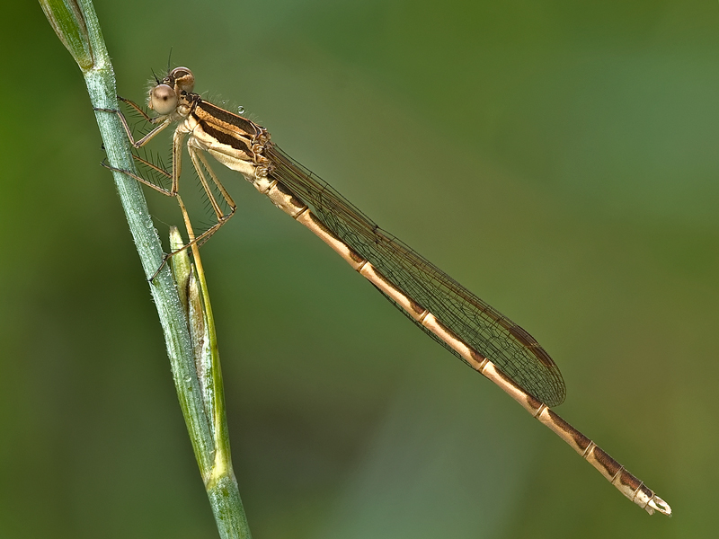 danigella...marrone...