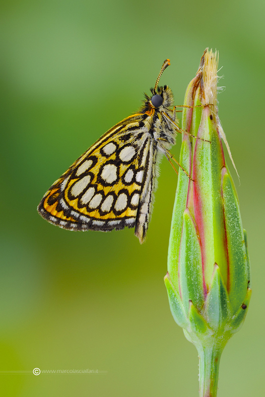 Heteropterus morpheus