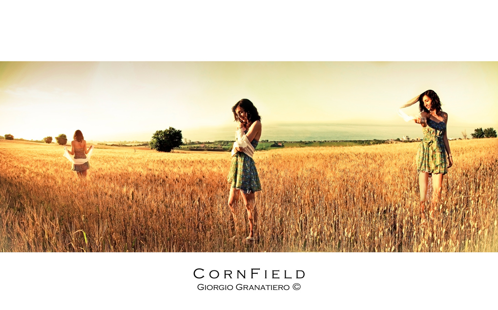 Cornfield