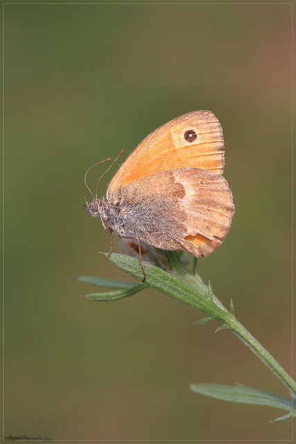 Coenonympha pamphilus