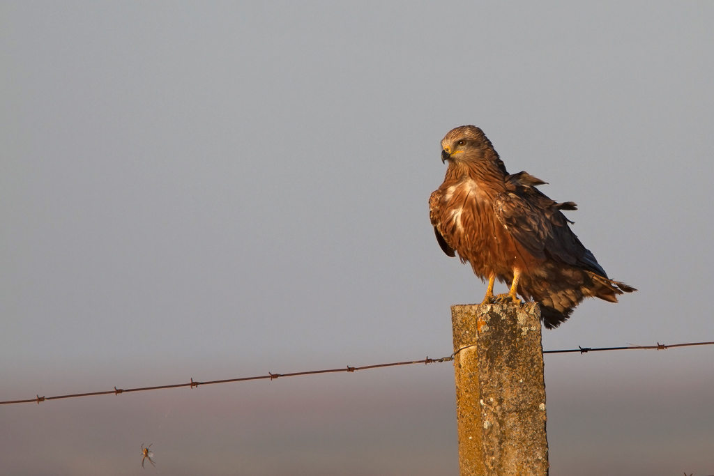 Predatori in agguato