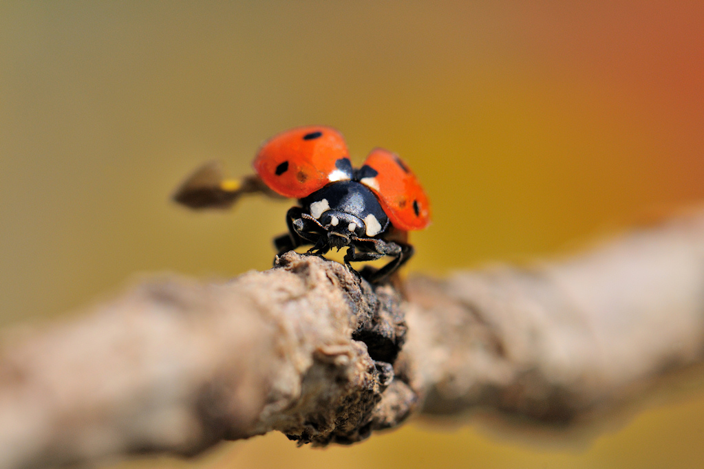 Coccinella
